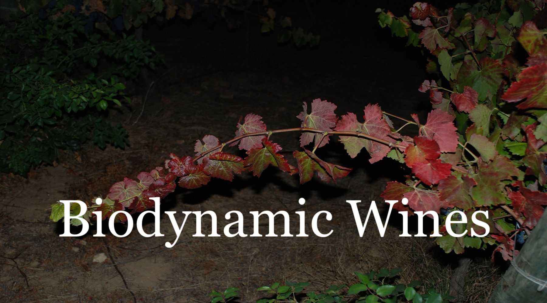 vineyard of biodynamic wines