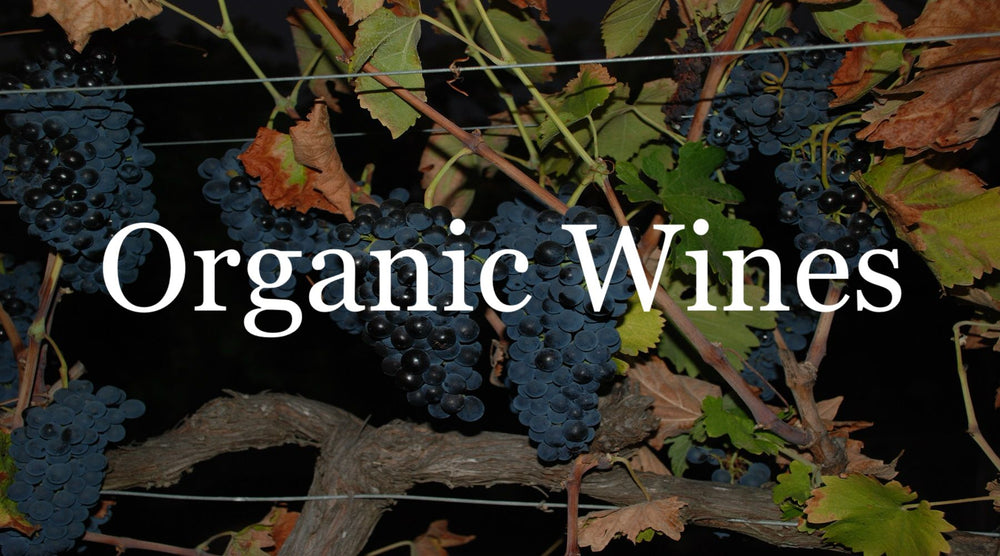 Nighttime grapevine with ripe organic wine grapes and fall leaves