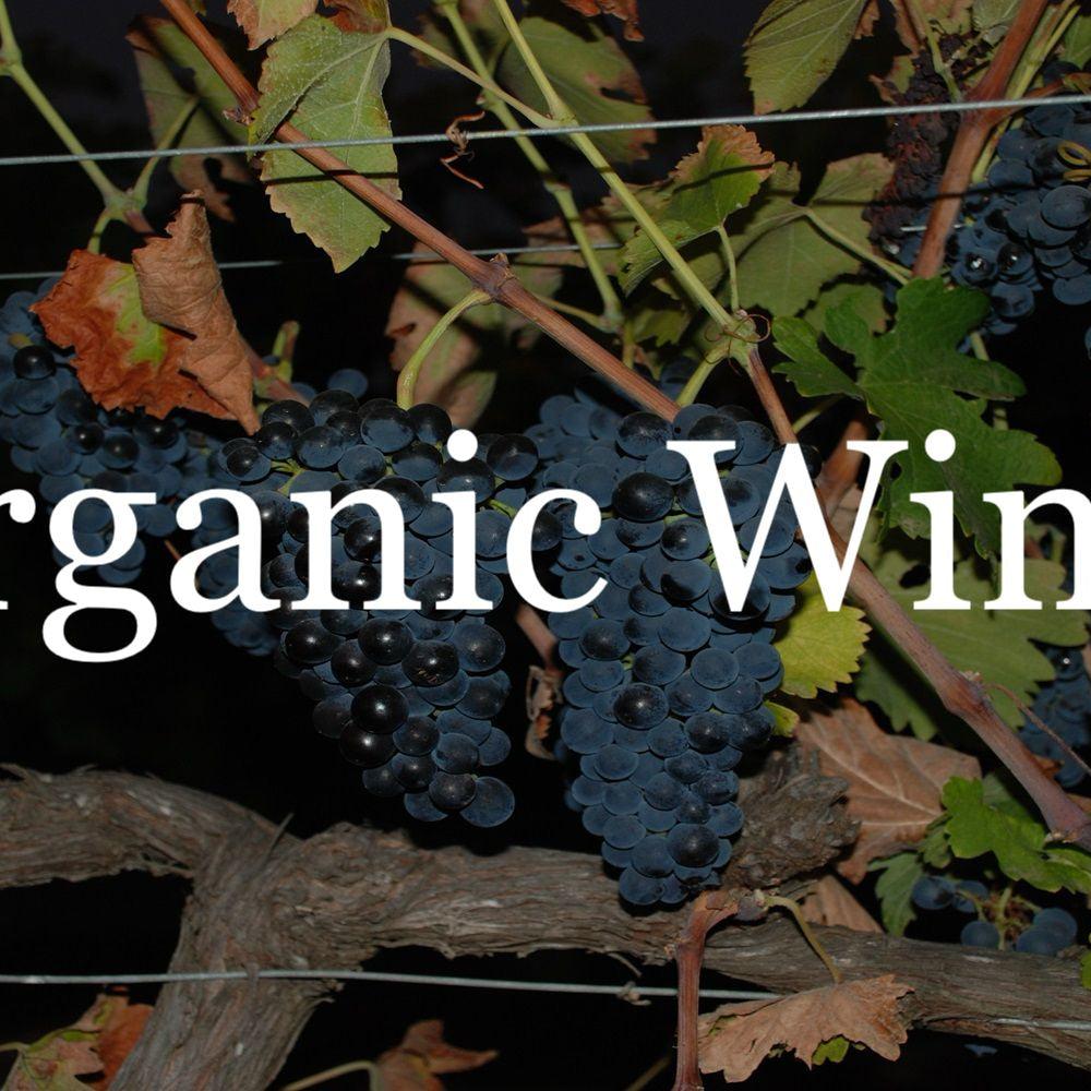 Nighttime grapevine with ripe organic wine grapes and fall leaves