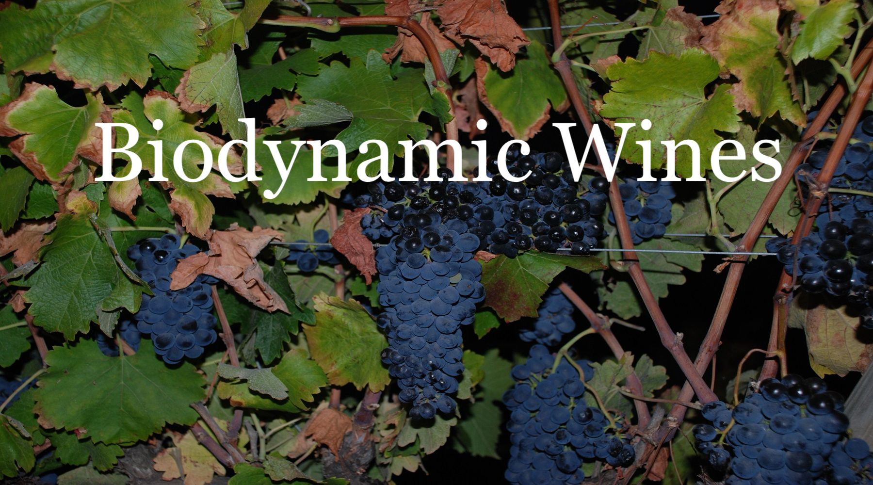 Sustainably grown biodynamic grapes on vine with natural foliage background