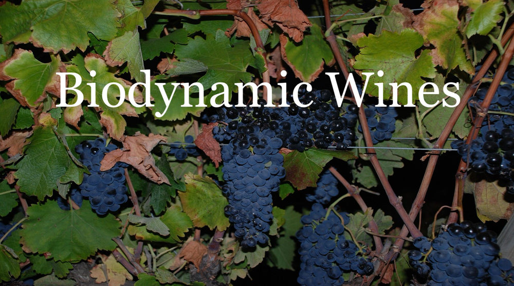 Sustainably grown biodynamic grapes on vine with natural foliage background
