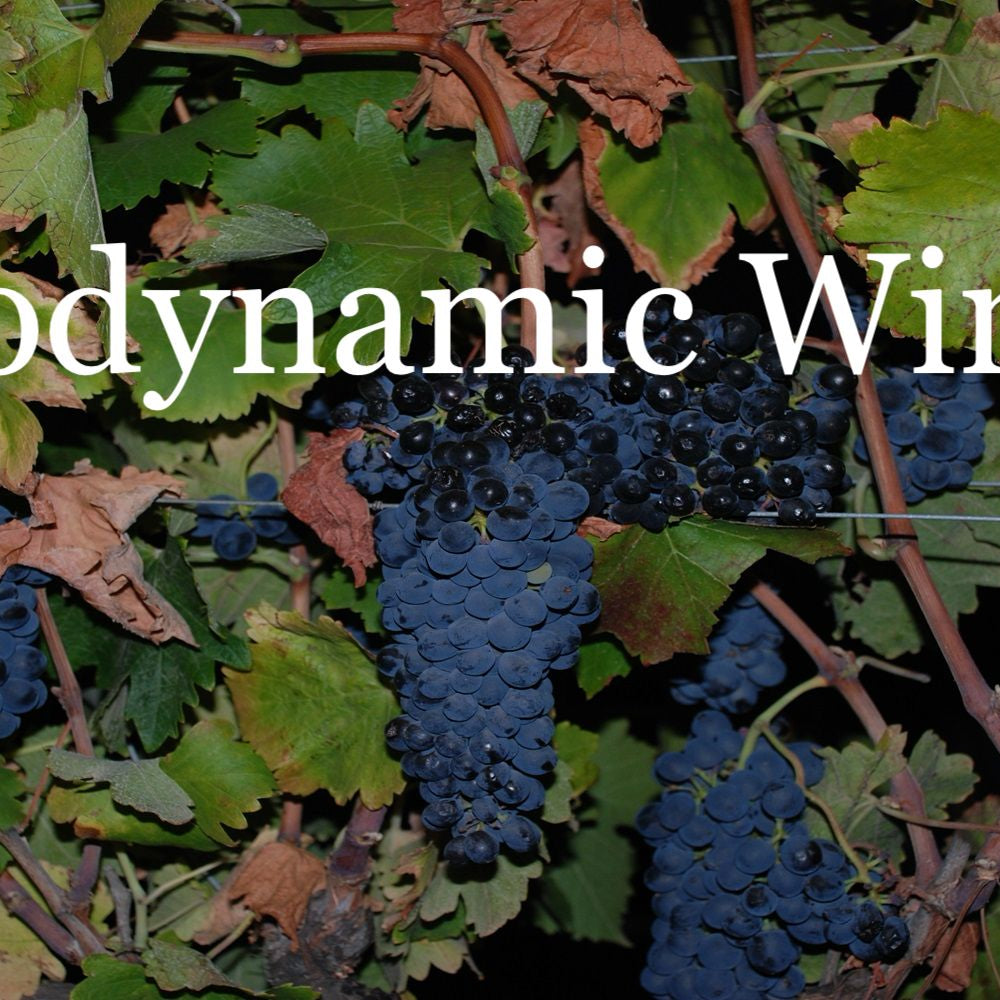Sustainably grown biodynamic grapes on vine with natural foliage background