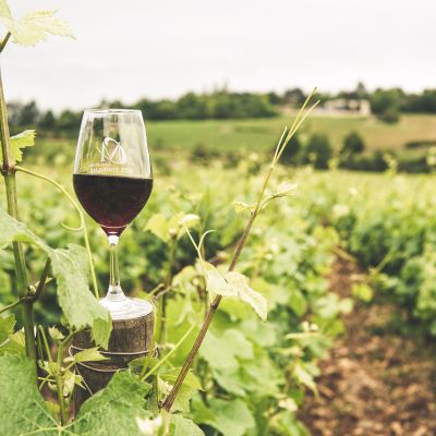 Sustainable red wine in vineyard with eco-friendly grapevines and natural setting