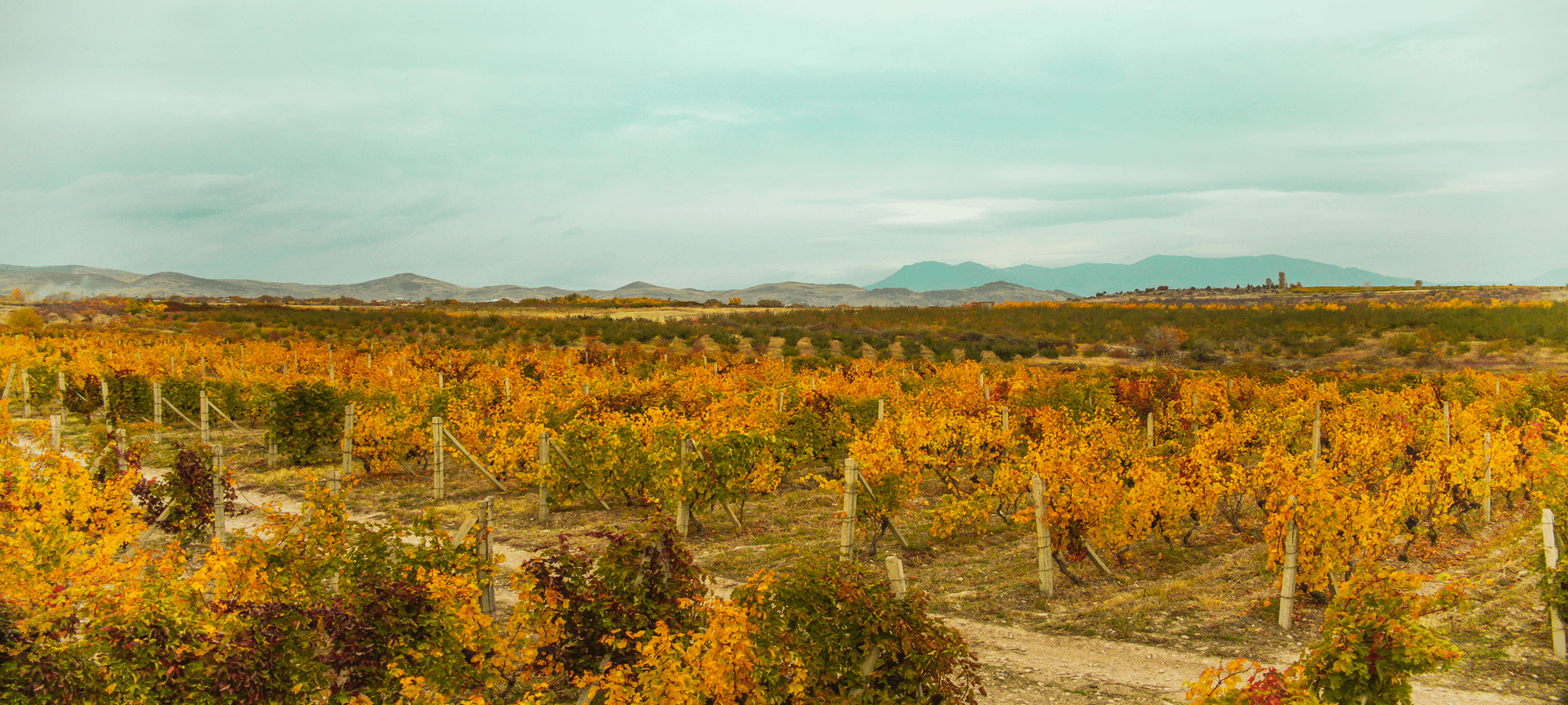 OrganicWines.com