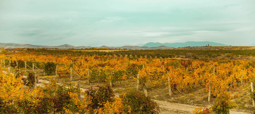 OrganicWines.com